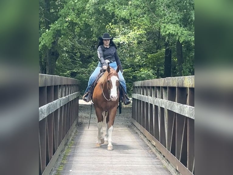 American Quarter Horse Castrone 7 Anni Sauro ciliegia in Henderson