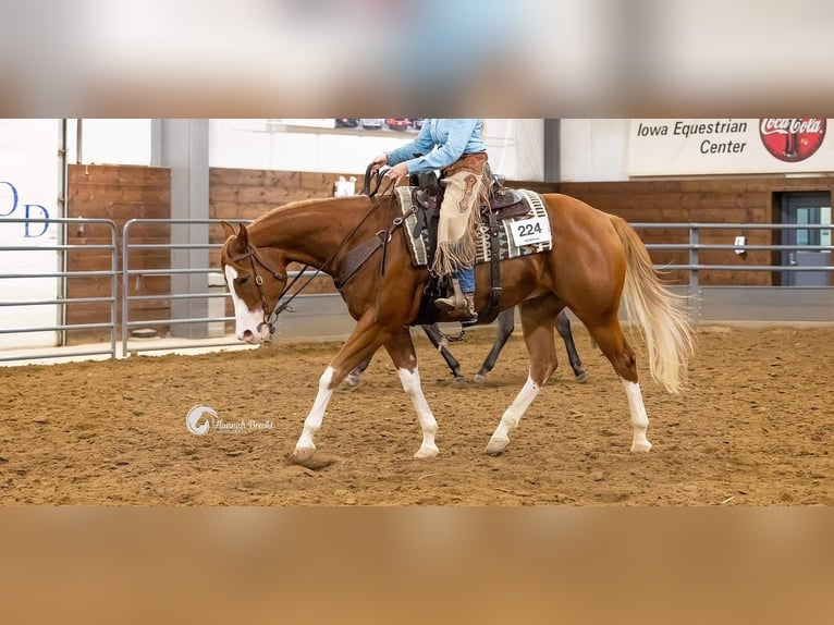 American Quarter Horse Castrone 7 Anni Sauro ciliegia in Henderson