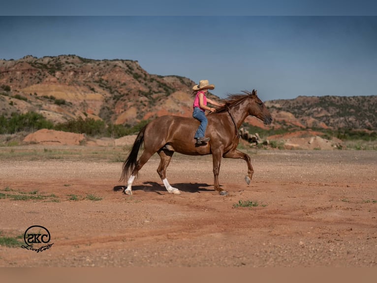American Quarter Horse Castrone 7 Anni Sauro ciliegia in Canyon