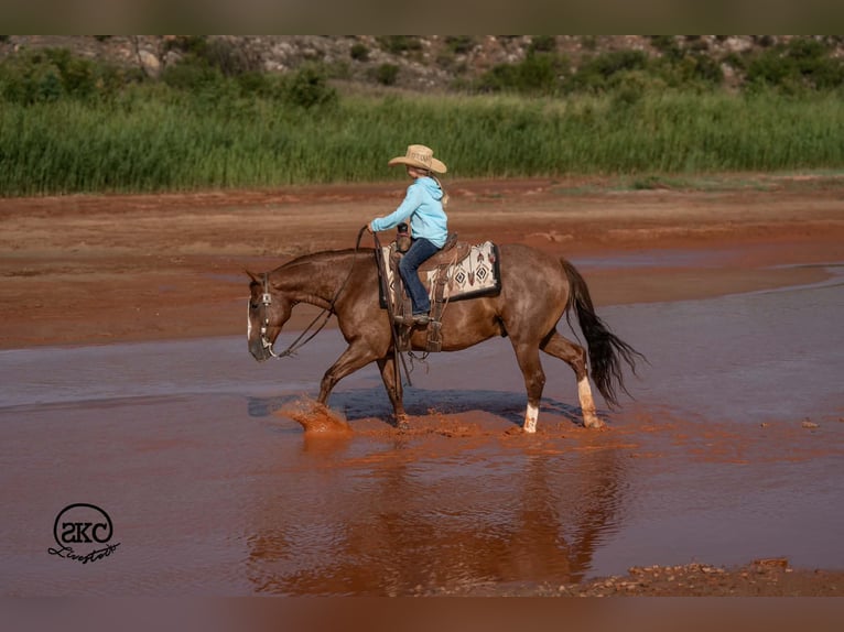 American Quarter Horse Castrone 7 Anni Sauro ciliegia in Canyon