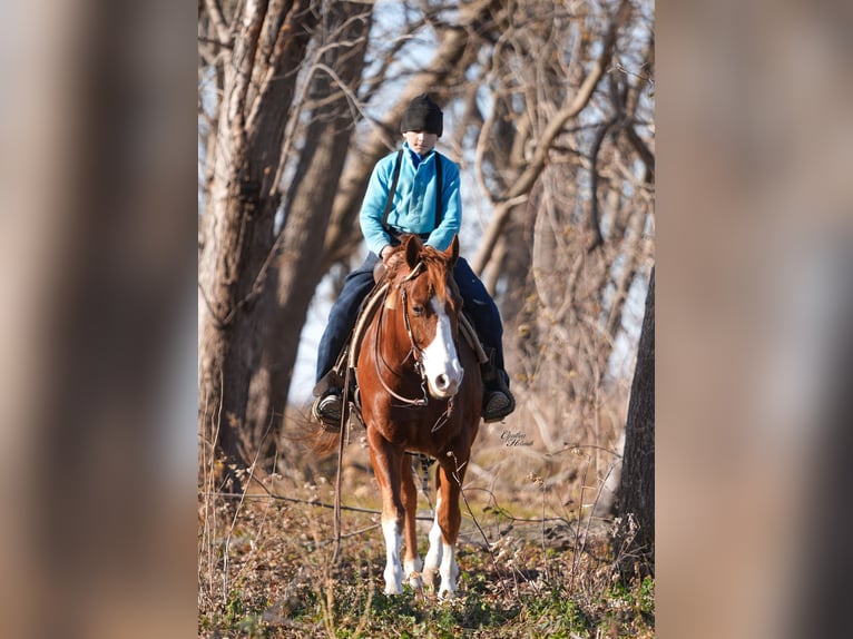 American Quarter Horse Castrone 7 Anni Sauro ciliegia in Independence