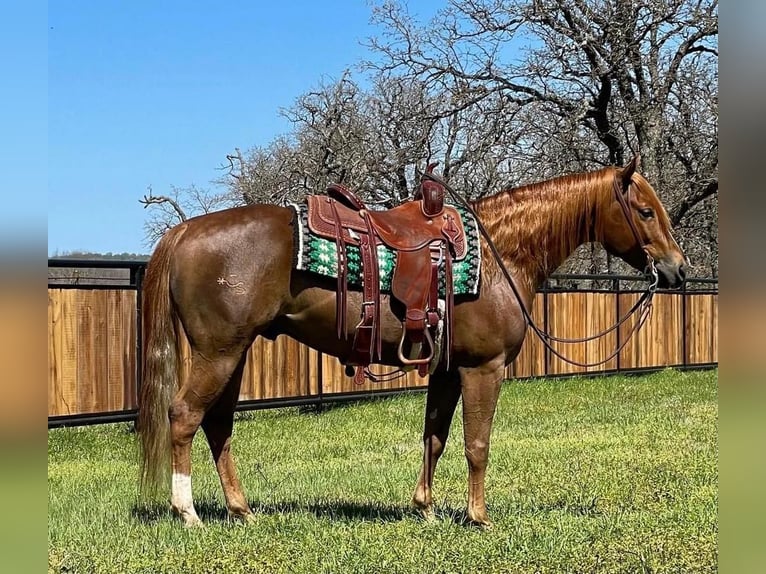 American Quarter Horse Castrone 7 Anni Sauro ciliegia in Jacksboro, TX