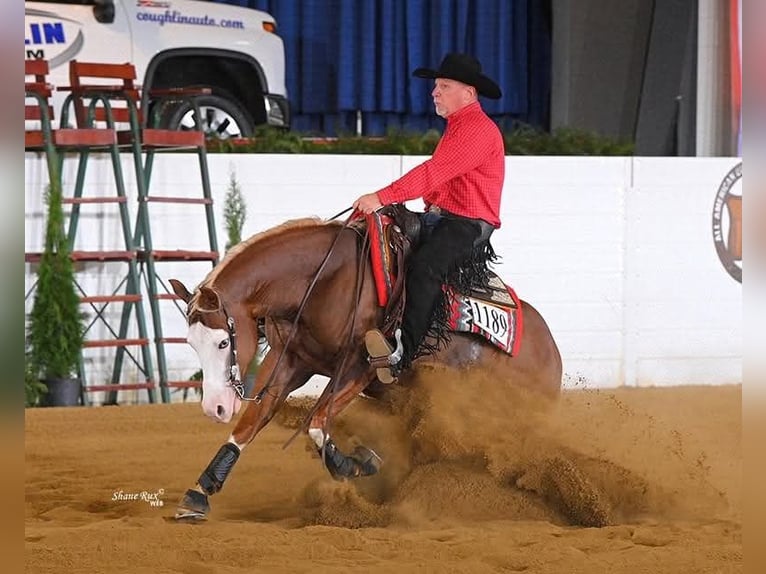 American Quarter Horse Castrone 7 Anni Sauro ciliegia in Buffalo