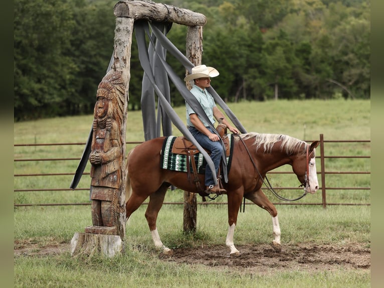 American Quarter Horse Castrone 7 Anni Sauro ciliegia in Buffalo