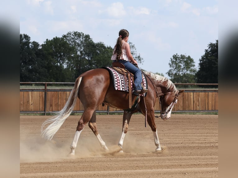 American Quarter Horse Castrone 7 Anni Sauro ciliegia in Buffalo