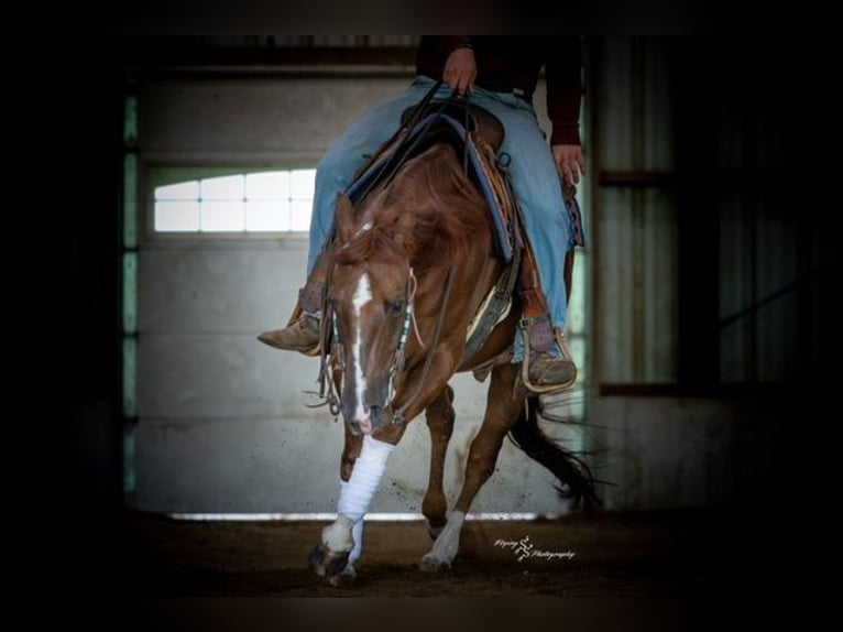 American Quarter Horse Castrone 7 Anni Sauro ciliegia in Sedalia