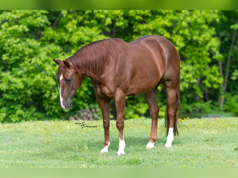 American Quarter Horse Castrone 7 Anni Sauro ciliegia in Sedalia