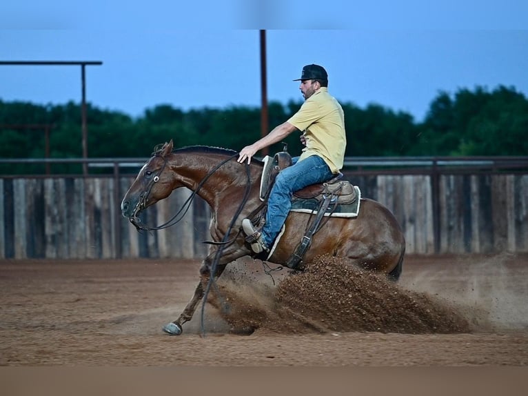 American Quarter Horse Castrone 7 Anni Sauro ciliegia in Waco