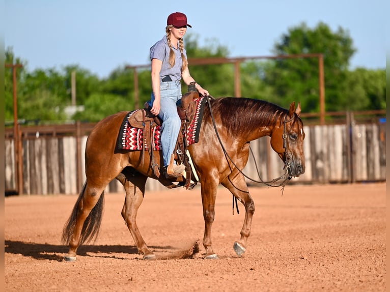 American Quarter Horse Castrone 7 Anni Sauro ciliegia in Waco