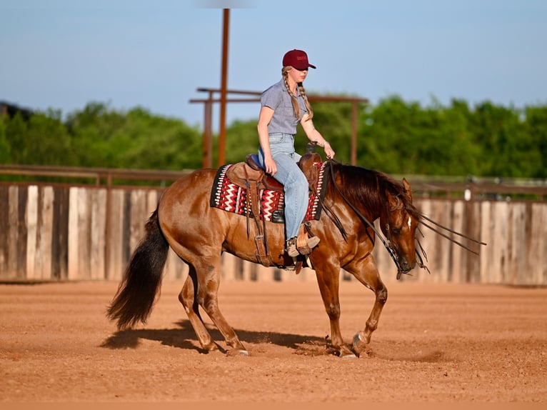 American Quarter Horse Castrone 7 Anni Sauro ciliegia in Waco