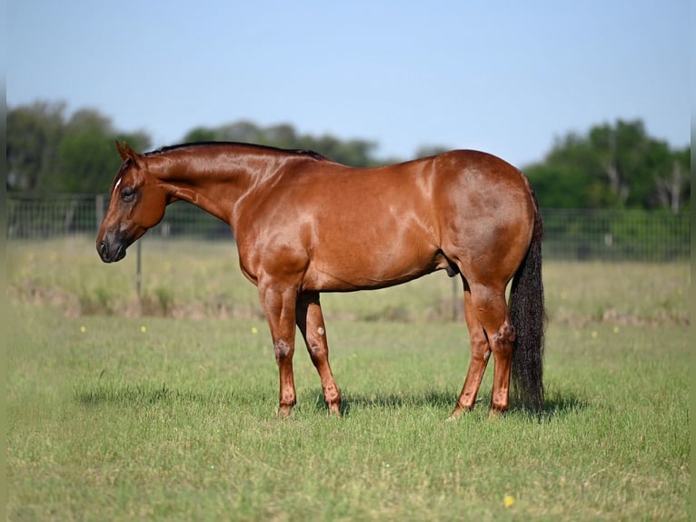American Quarter Horse Castrone 7 Anni Sauro ciliegia in Waco