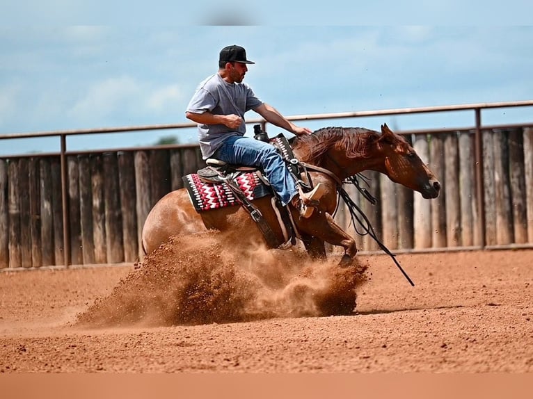 American Quarter Horse Castrone 7 Anni Sauro ciliegia in Waco