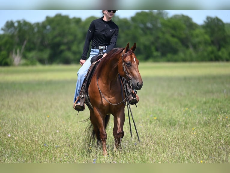 American Quarter Horse Castrone 7 Anni Sauro ciliegia in Waco