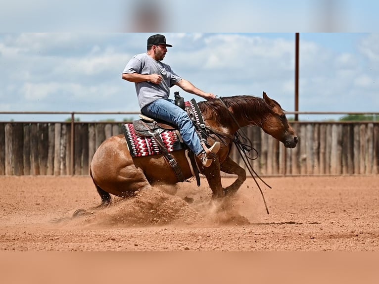 American Quarter Horse Castrone 7 Anni Sauro ciliegia in Waco