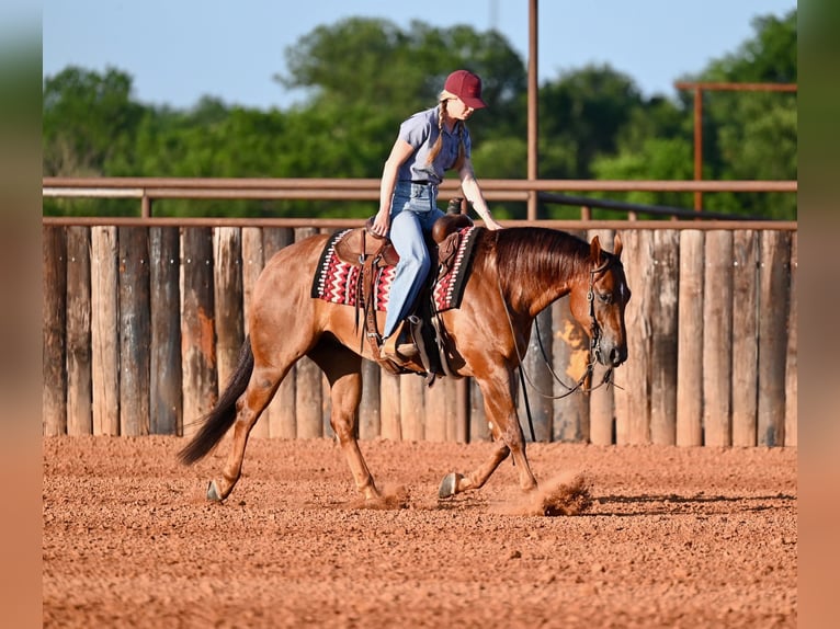 American Quarter Horse Castrone 7 Anni Sauro ciliegia in Waco