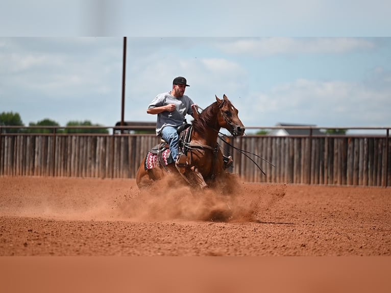 American Quarter Horse Castrone 7 Anni Sauro ciliegia in Waco