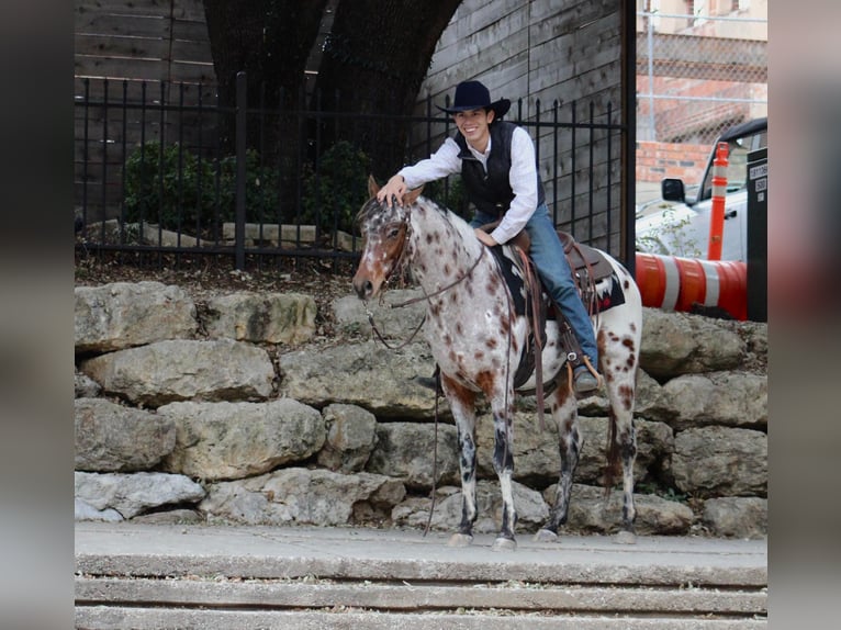 American Quarter Horse Castrone 7 Anni Sauro in Fort Worth TX