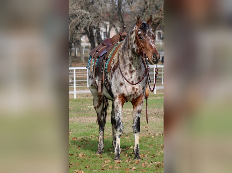 American Quarter Horse Castrone 7 Anni Sauro in Fort Worth TX