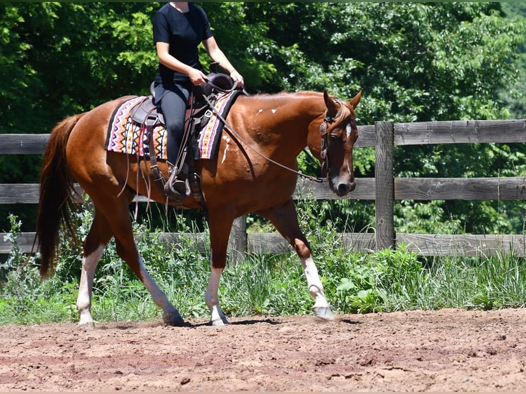 American Quarter Horse Castrone 7 Anni Sauro scuro in Strasburg
