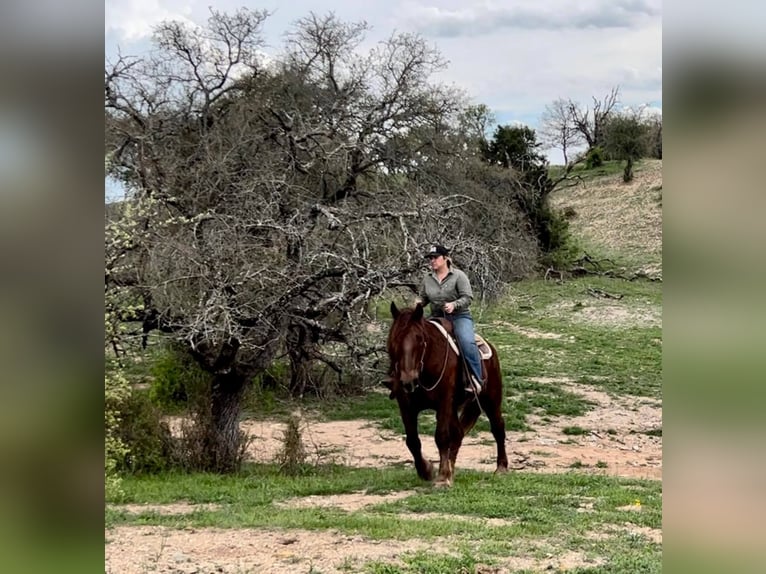 American Quarter Horse Castrone 7 Anni Sauro scuro in Weatherford TX