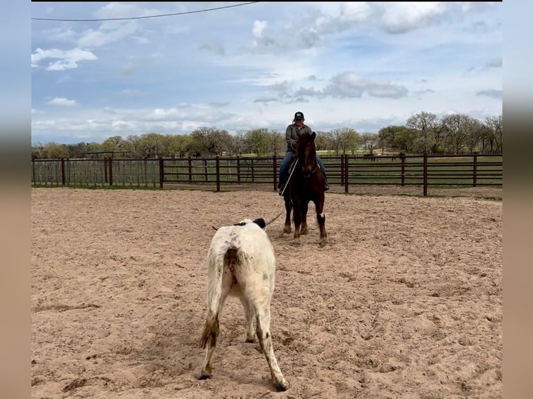 American Quarter Horse Castrone 7 Anni Sauro scuro in Weatherford TX