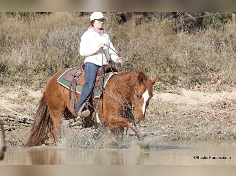 American Quarter Horse Castrone 7 Anni Sauro scuro in Weatherford TX