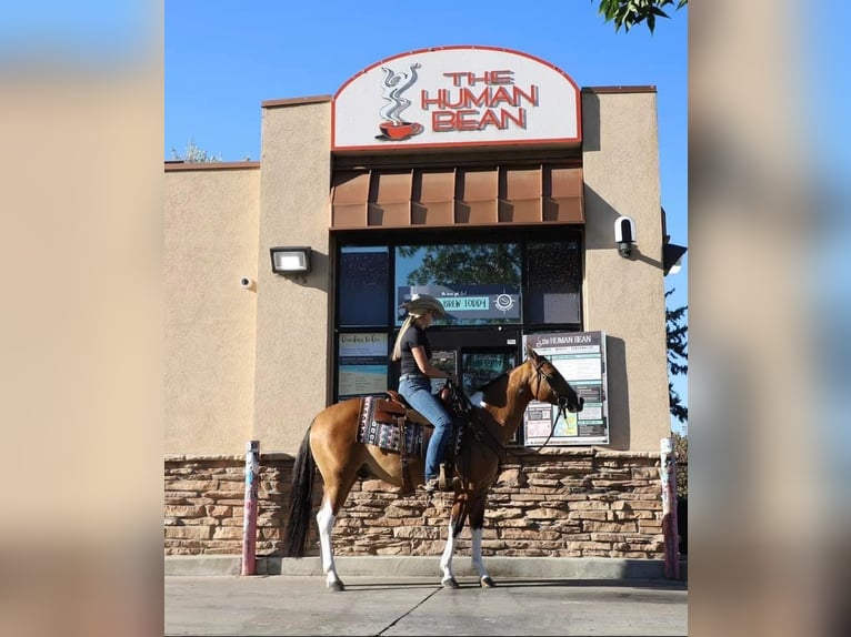 American Quarter Horse Castrone 7 Anni Tobiano-tutti i colori in fort Collins co