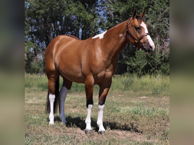 American Quarter Horse Castrone 7 Anni Tobiano-tutti i colori in fort Collins co