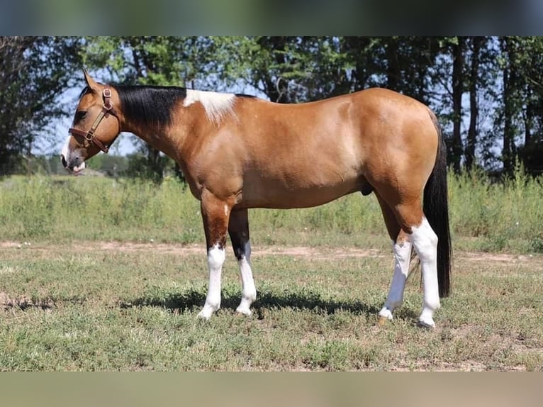 American Quarter Horse Castrone 7 Anni Tobiano-tutti i colori in fort Collins co