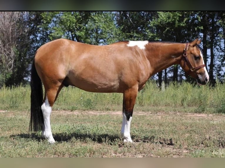 American Quarter Horse Castrone 7 Anni Tobiano-tutti i colori in fort Collins co