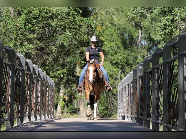 American Quarter Horse Castrone 7 Anni Tobiano-tutti i colori in fort Collins co