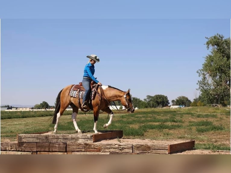 American Quarter Horse Castrone 7 Anni Tobiano-tutti i colori in fort Collins co