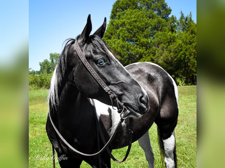 American Quarter Horse Castrone 7 Anni Tobiano-tutti i colori in Greenville KY