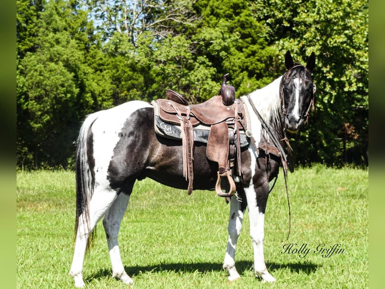 American Quarter Horse Castrone 7 Anni Tobiano-tutti i colori in Greenville KY