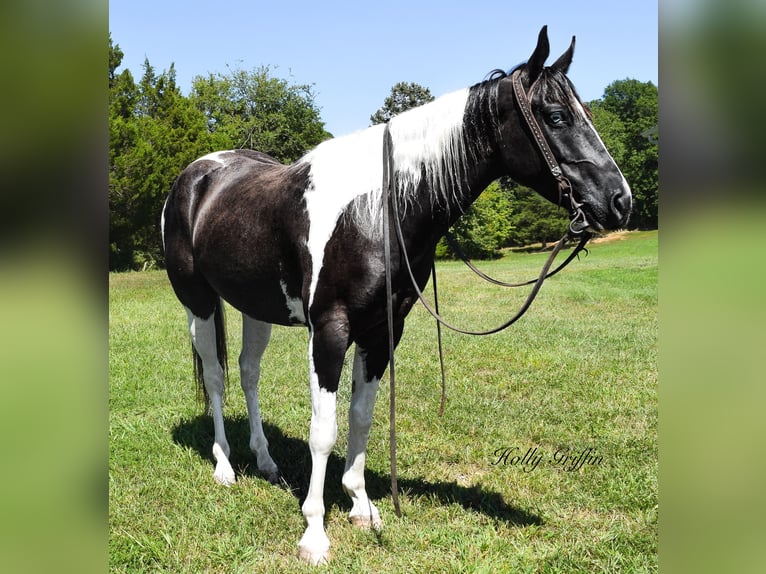 American Quarter Horse Castrone 7 Anni Tobiano-tutti i colori in Greenville KY