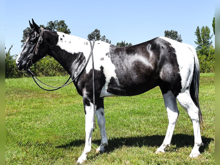 American Quarter Horse Castrone 7 Anni Tobiano-tutti i colori in Greenville KY