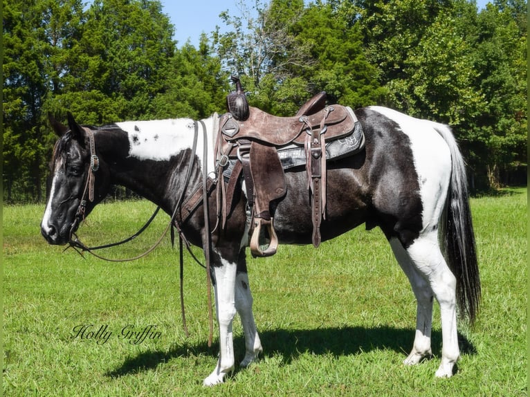 American Quarter Horse Castrone 7 Anni Tobiano-tutti i colori in Greenville KY