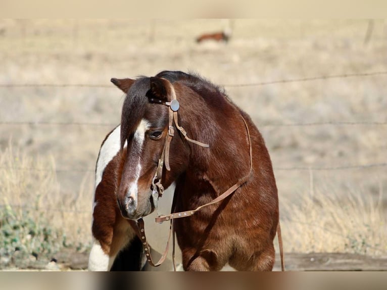 American Quarter Horse Castrone 8 Anni 107 cm Tobiano-tutti i colori in Bitterwater CA
