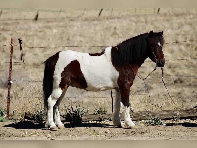 American Quarter Horse Castrone 8 Anni 107 cm Tobiano-tutti i colori in Bitterwater CA