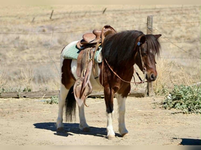 American Quarter Horse Castrone 8 Anni 107 cm Tobiano-tutti i colori in Bitterwater CA
