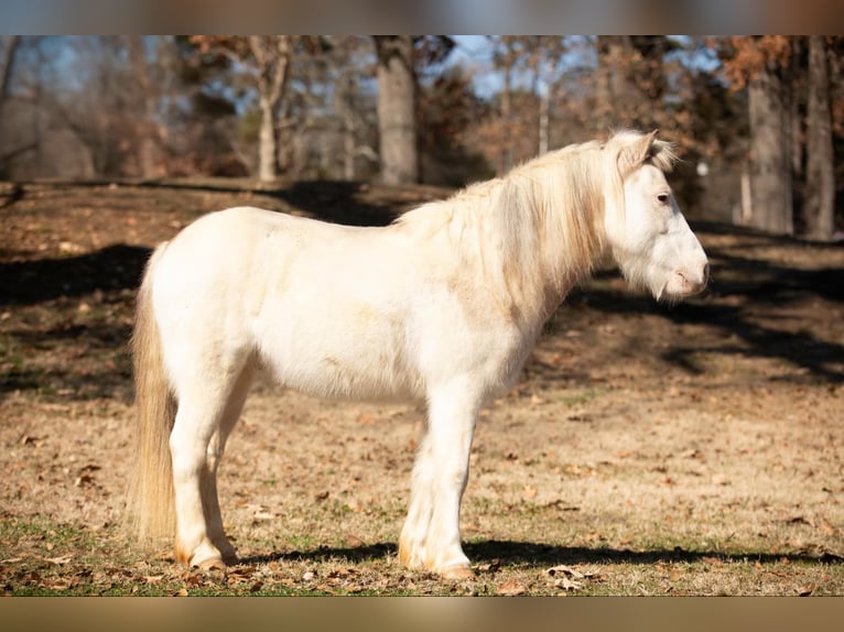 American Quarter Horse Castrone 8 Anni 122 cm Roano rosso in Livingston Al