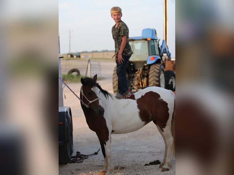 American Quarter Horse Castrone 8 Anni 122 cm Tobiano-tutti i colori in Stephenville TX