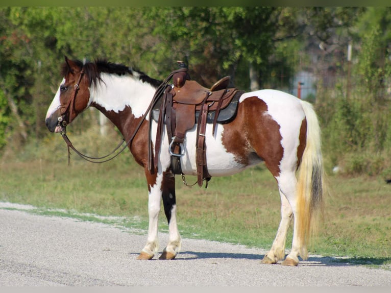 American Quarter Horse Castrone 8 Anni 122 cm Tobiano-tutti i colori in Stephenville TX