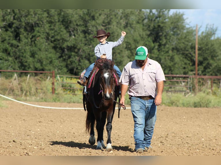 American Quarter Horse Castrone 8 Anni 132 cm Baio ciliegia in Stephenville TX