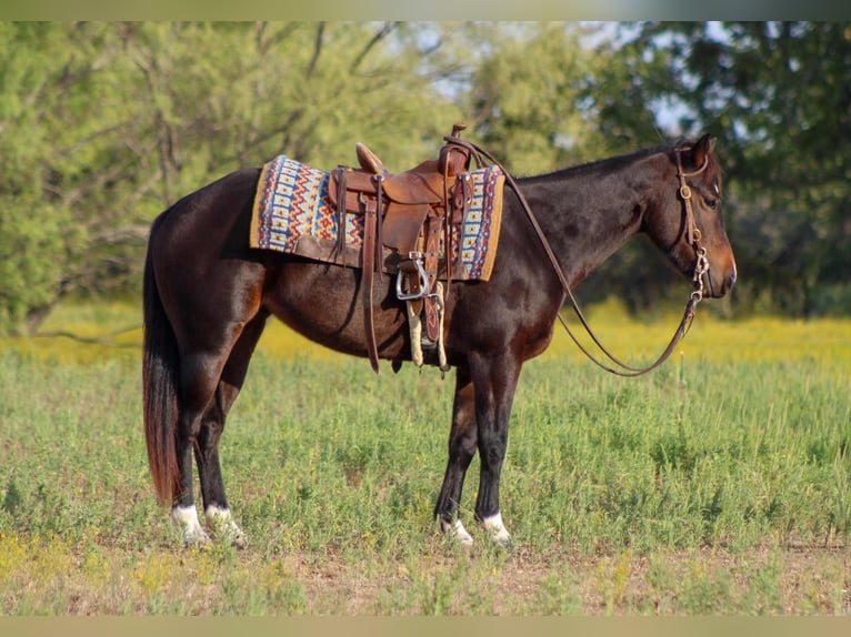 American Quarter Horse Castrone 8 Anni 132 cm Baio ciliegia in Stephenville TX