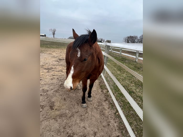 American Quarter Horse Castrone 8 Anni 135 cm Baio ciliegia in Waterloo IL