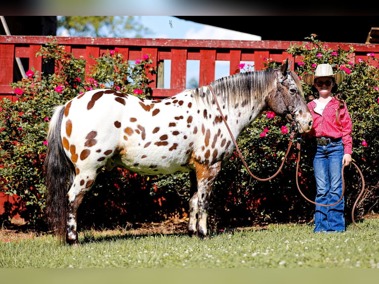 American Quarter Horse Castrone 8 Anni 135 cm Sauro scuro in Mt Hope Al