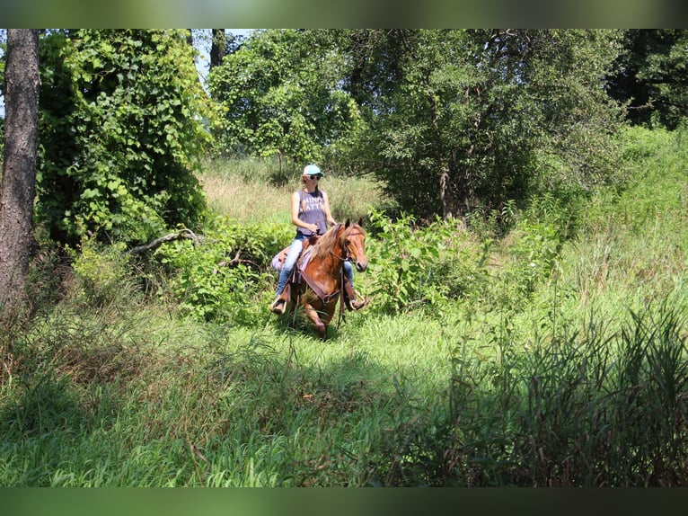 American Quarter Horse Castrone 8 Anni 137 cm Baio in HIGHLAND, MI