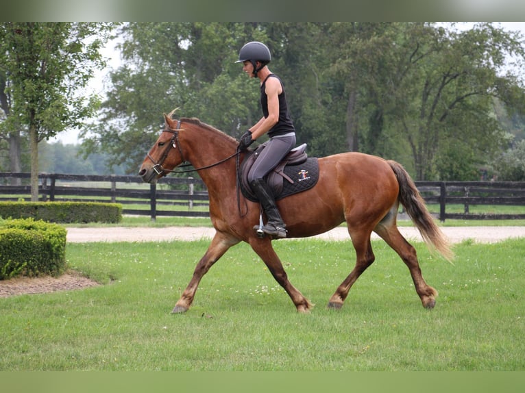 American Quarter Horse Castrone 8 Anni 137 cm Baio in HIGHLAND, MI