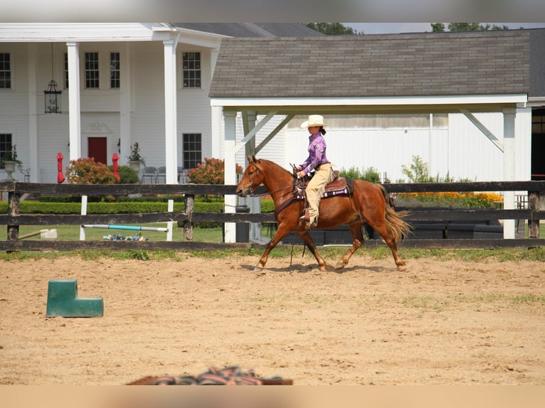 American Quarter Horse Castrone 8 Anni 137 cm Baio in HIGHLAND, MI